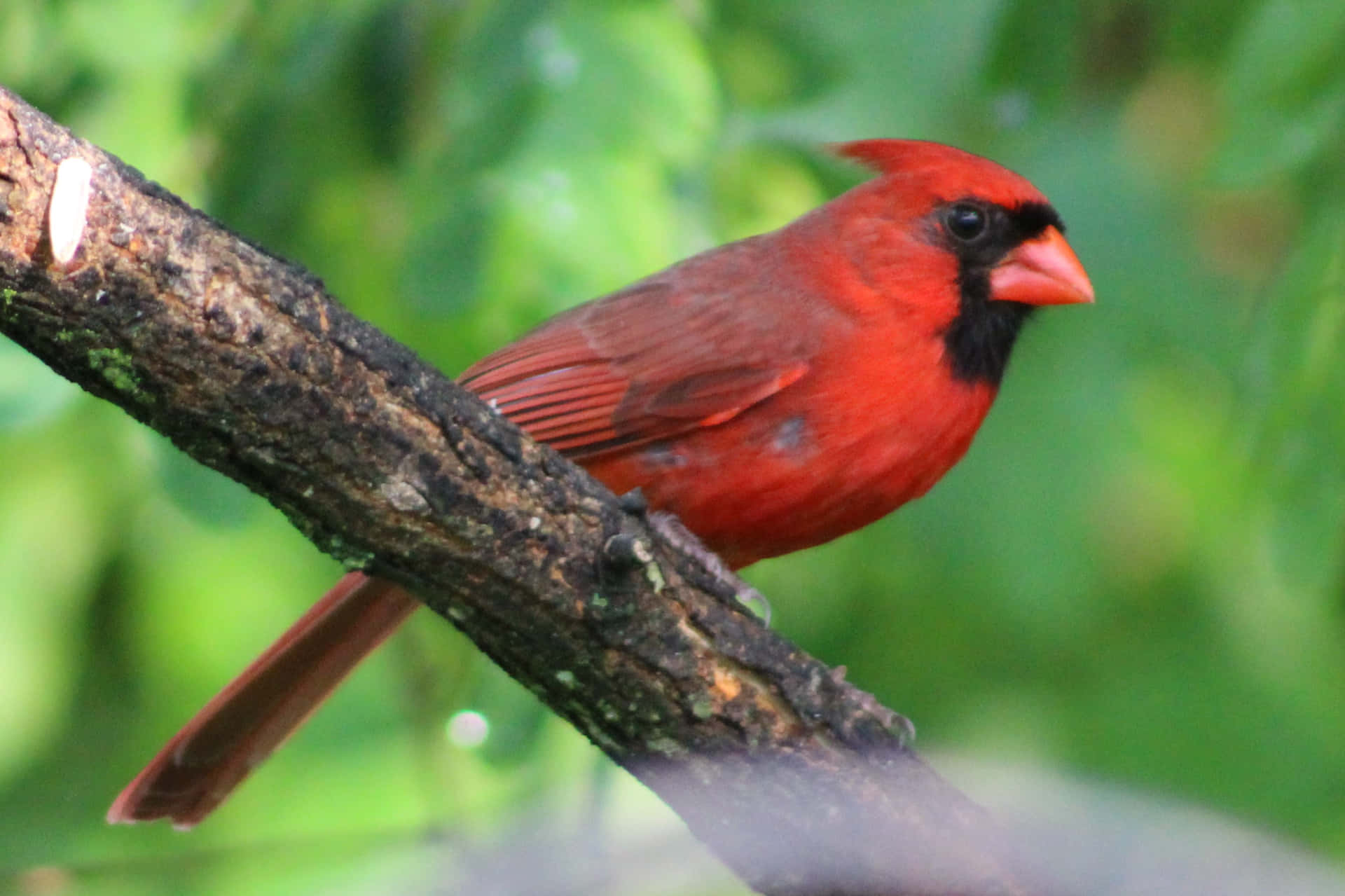 Bright and Beautiful Cardinal Bird