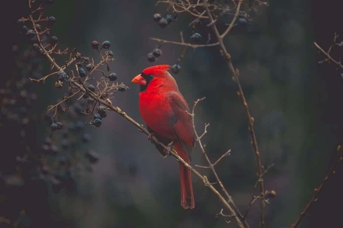 "The beauty of nature - a lovely cardinal"