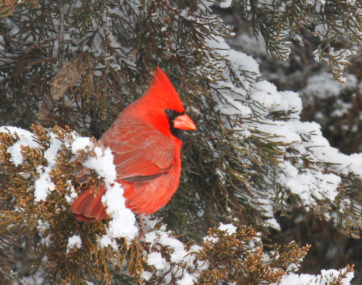 Cheerful Cardinal perched on a branch
