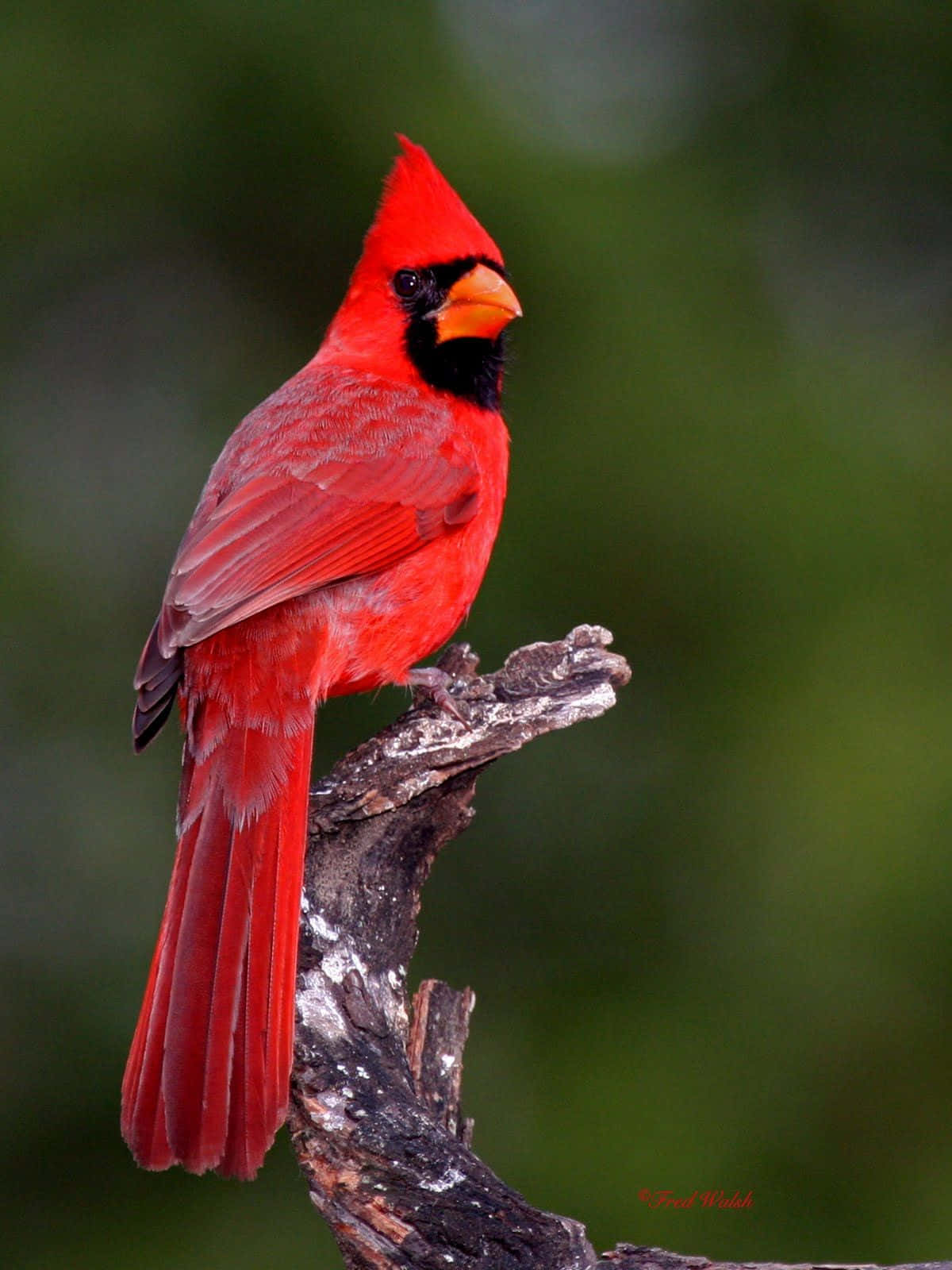 A gorgeous cardinal in vibrant color perched atop a flowering tree