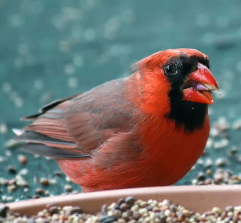 A Red Cardinal Is Eating Seeds From A Bowl