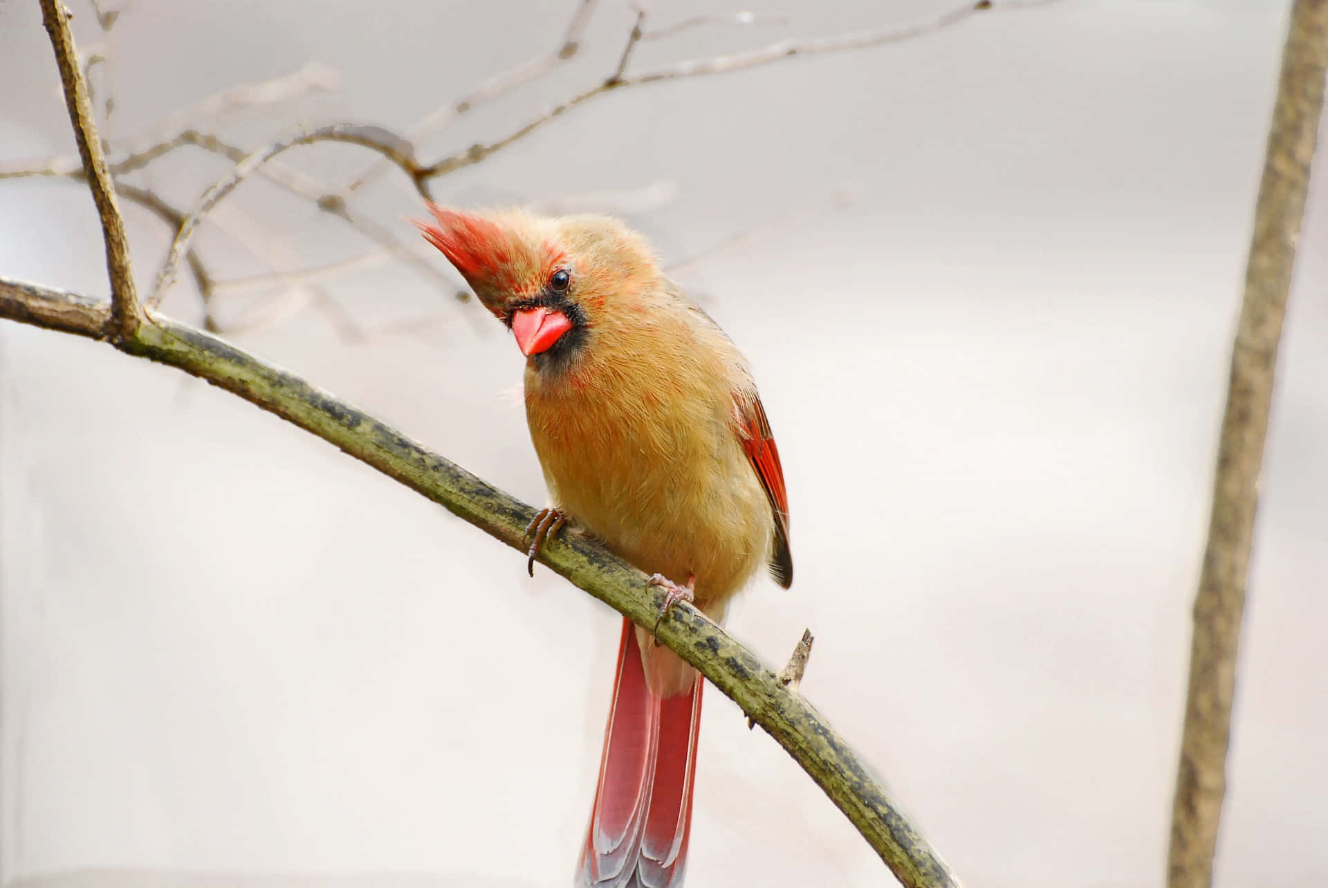Stunning view of a majestic cardinal perched atop a tree branch