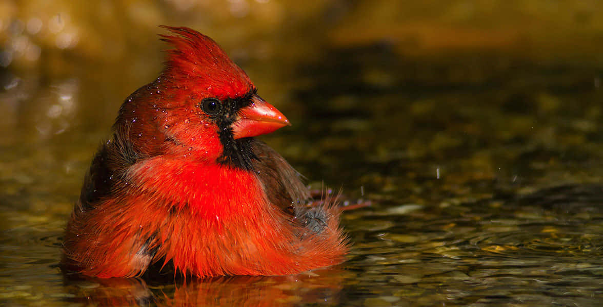 A breathtaking close-up of a Cardinal in full color