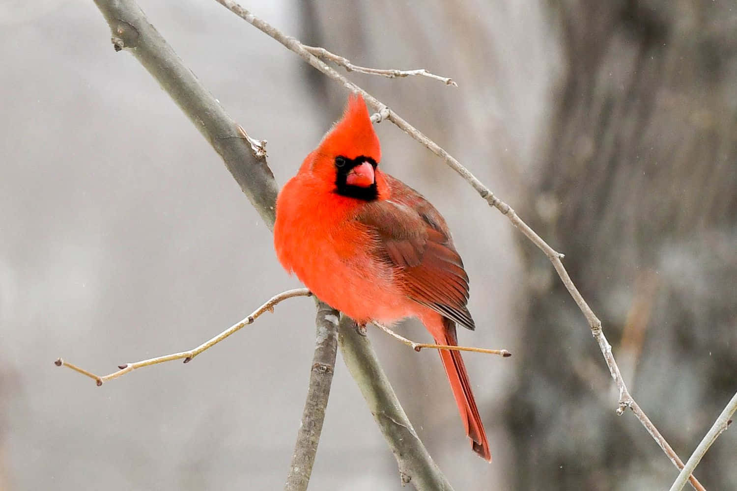 A Flash of Red - A Cardinal Poses in the Breeze