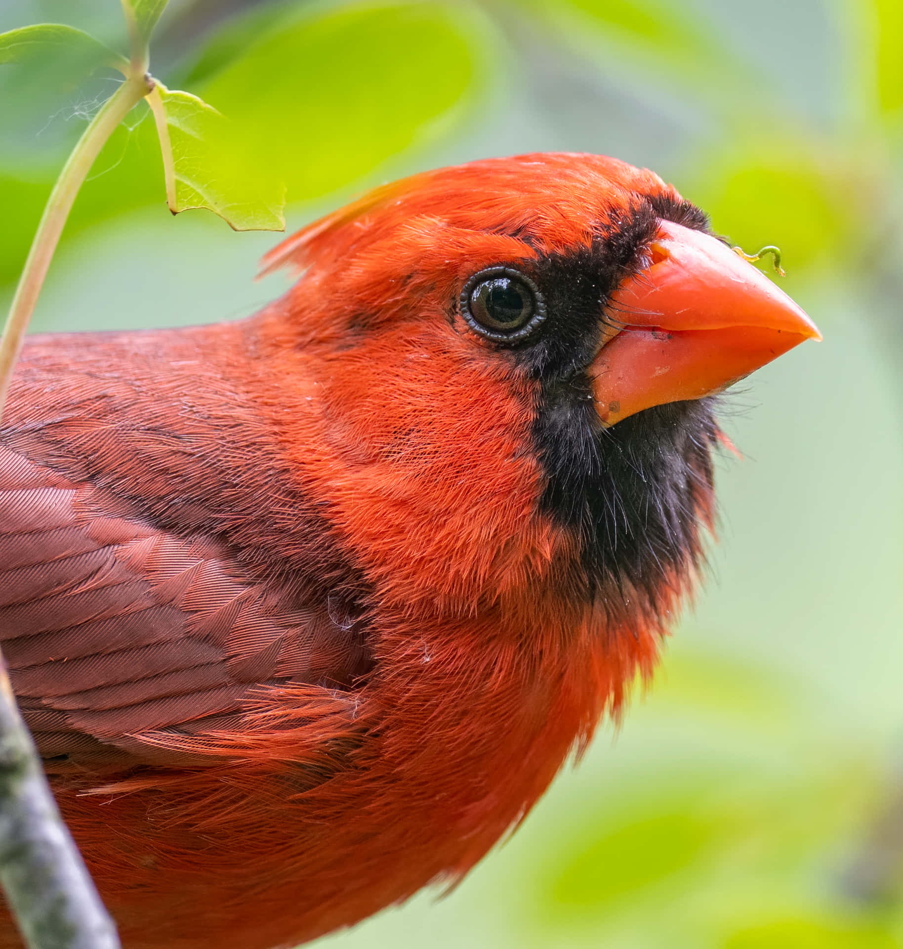 Bright Red Cardinal Sitting on a Branch in Nature