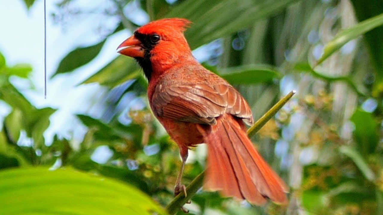 A brilliant cardinal perched on a branch, surrounded by the beauty of nature