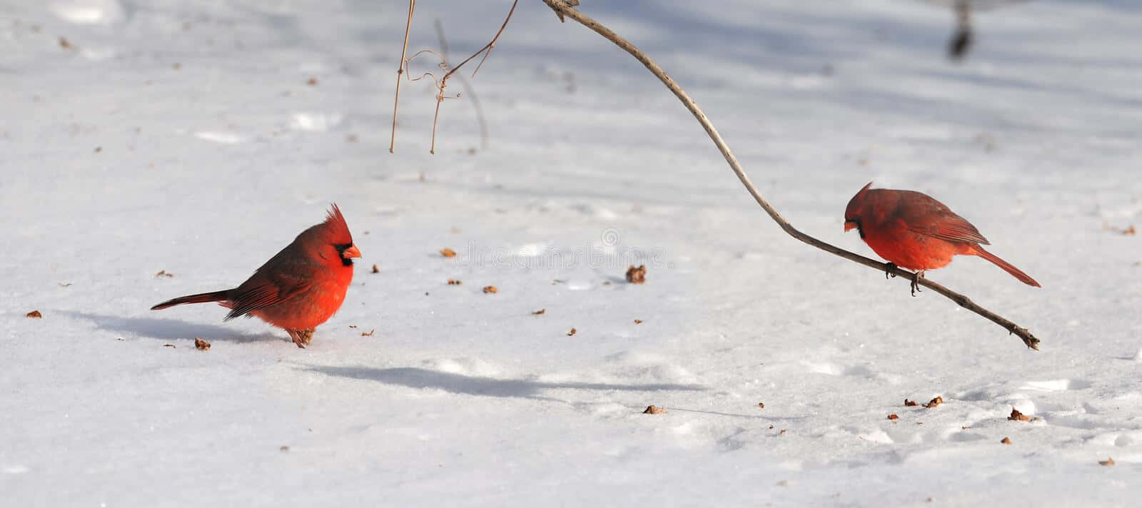 Njutav Skönheten Hos En Livlig Röd Kardinal
