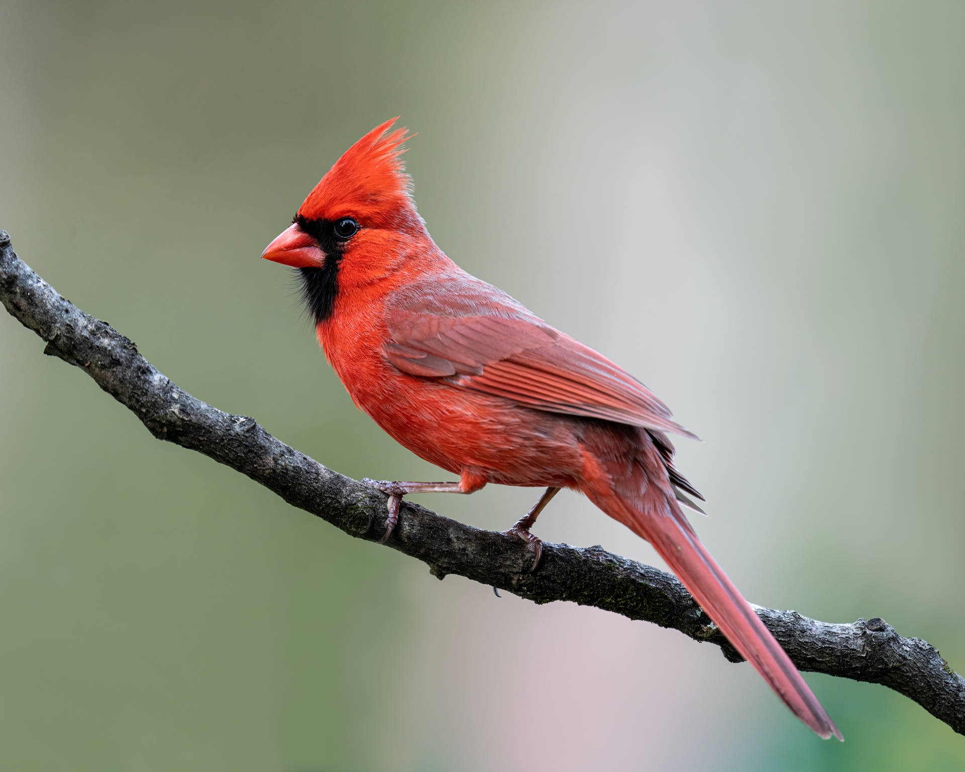 Cardinal Poised On Branch Wallpaper