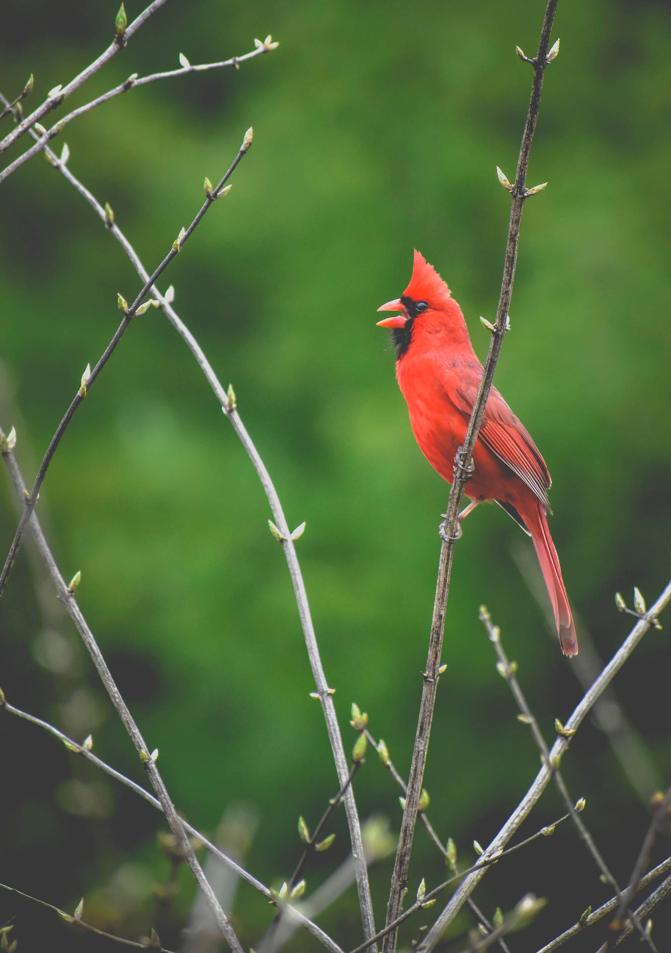 Cardinal Singing Wallpaper