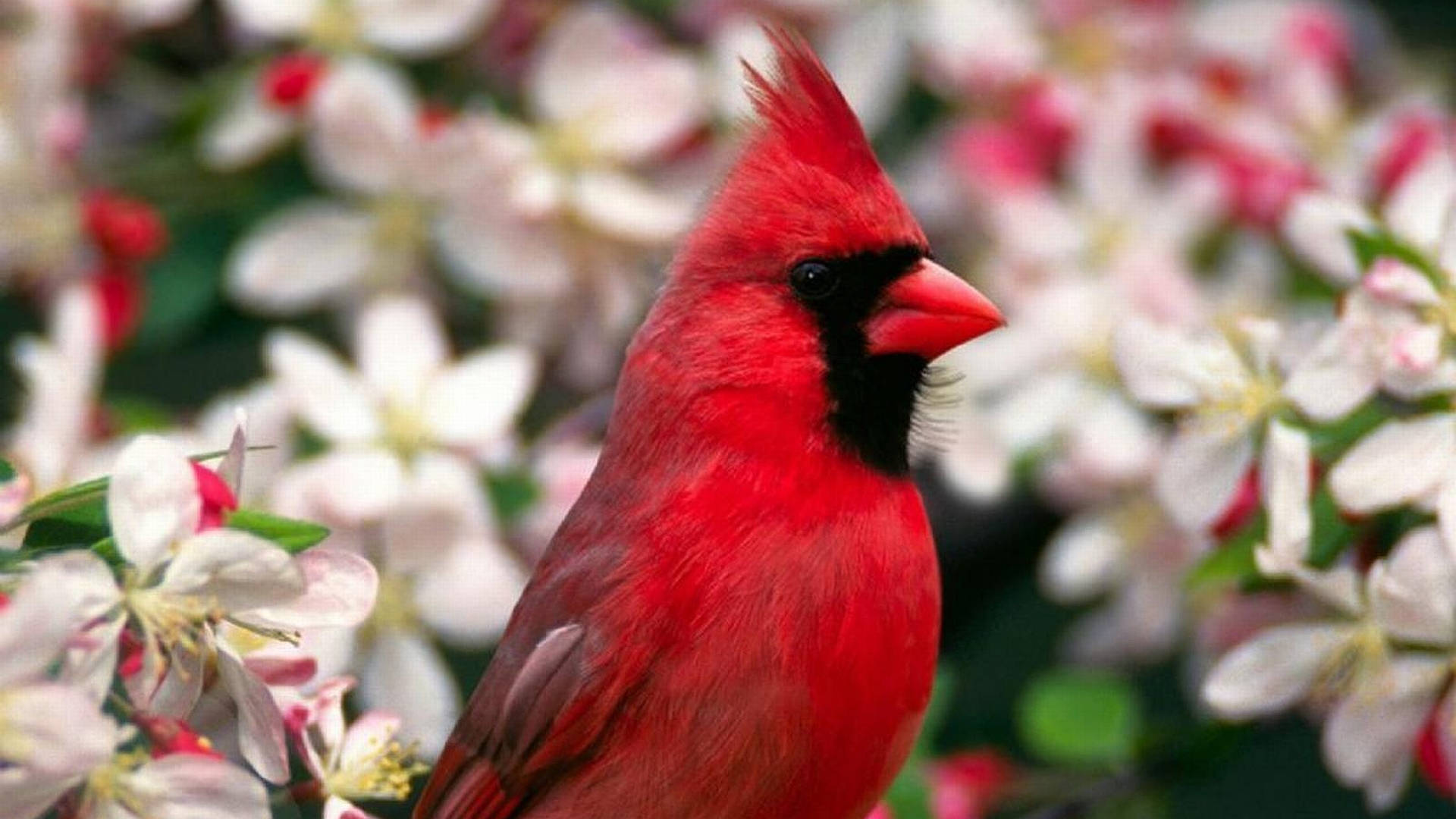 Cardinal Surrounded By Flowers Wallpaper