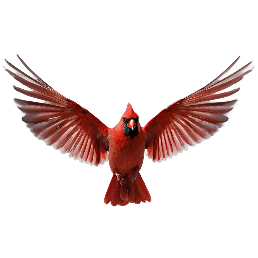 Cardinal Wings Spread Png 06252024 PNG