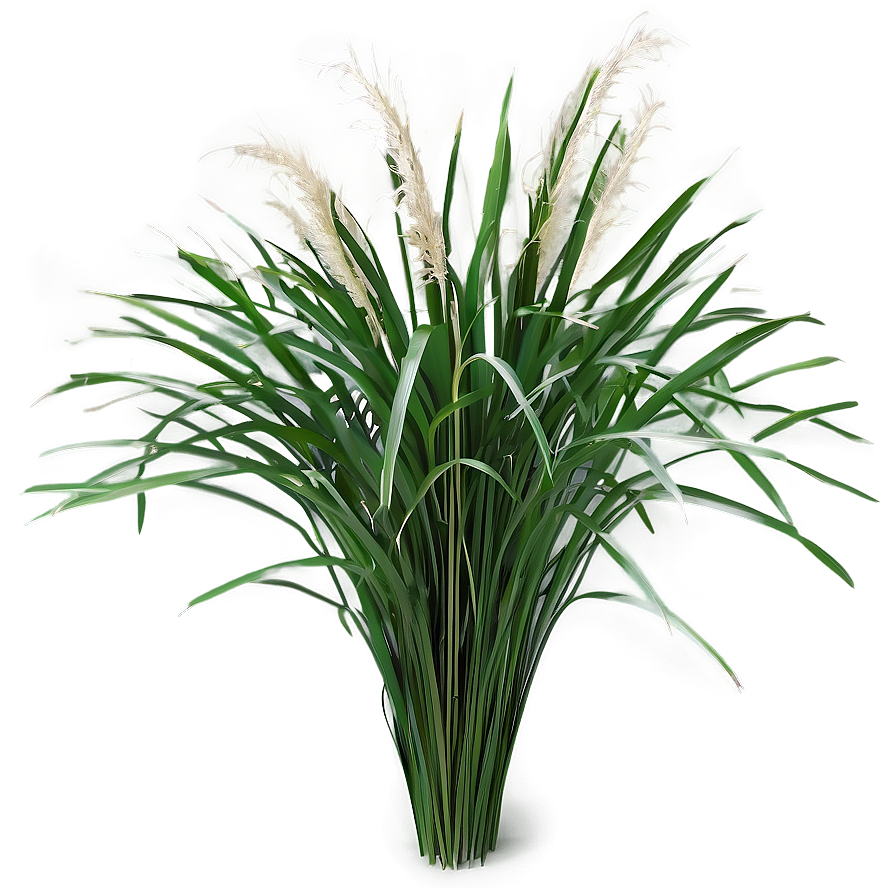 Carex Grass Decoration Png 06212024 PNG