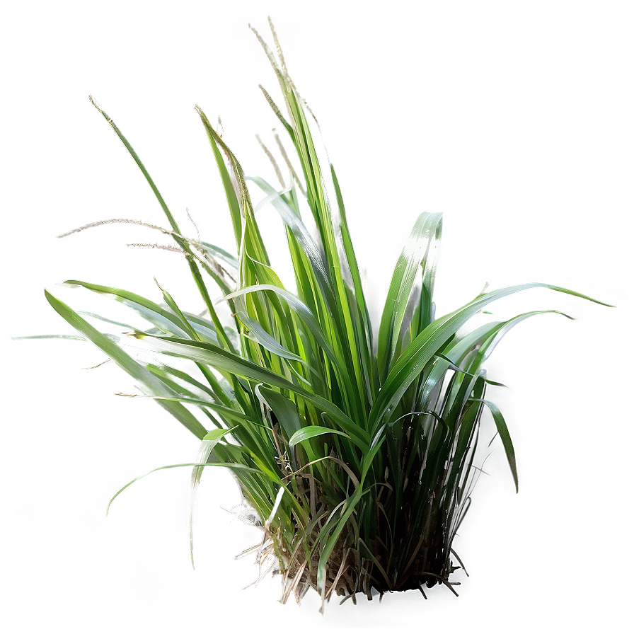 Carex Grass Decoration Png Bas PNG