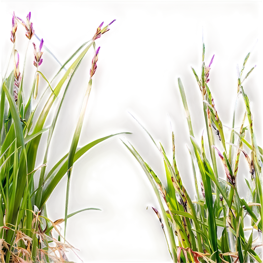 Carex Grass Decoration Png Efc65 PNG