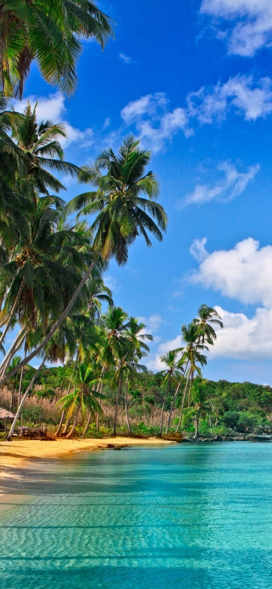 En strand med palmer og blåt vand Wallpaper