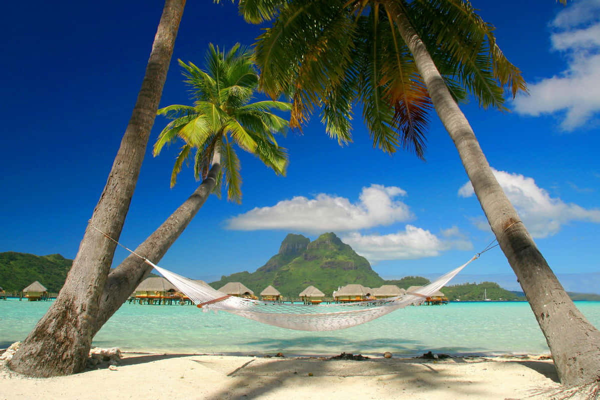 En billedskøn caribisk strand prikket med luksuriøse palmer. Wallpaper