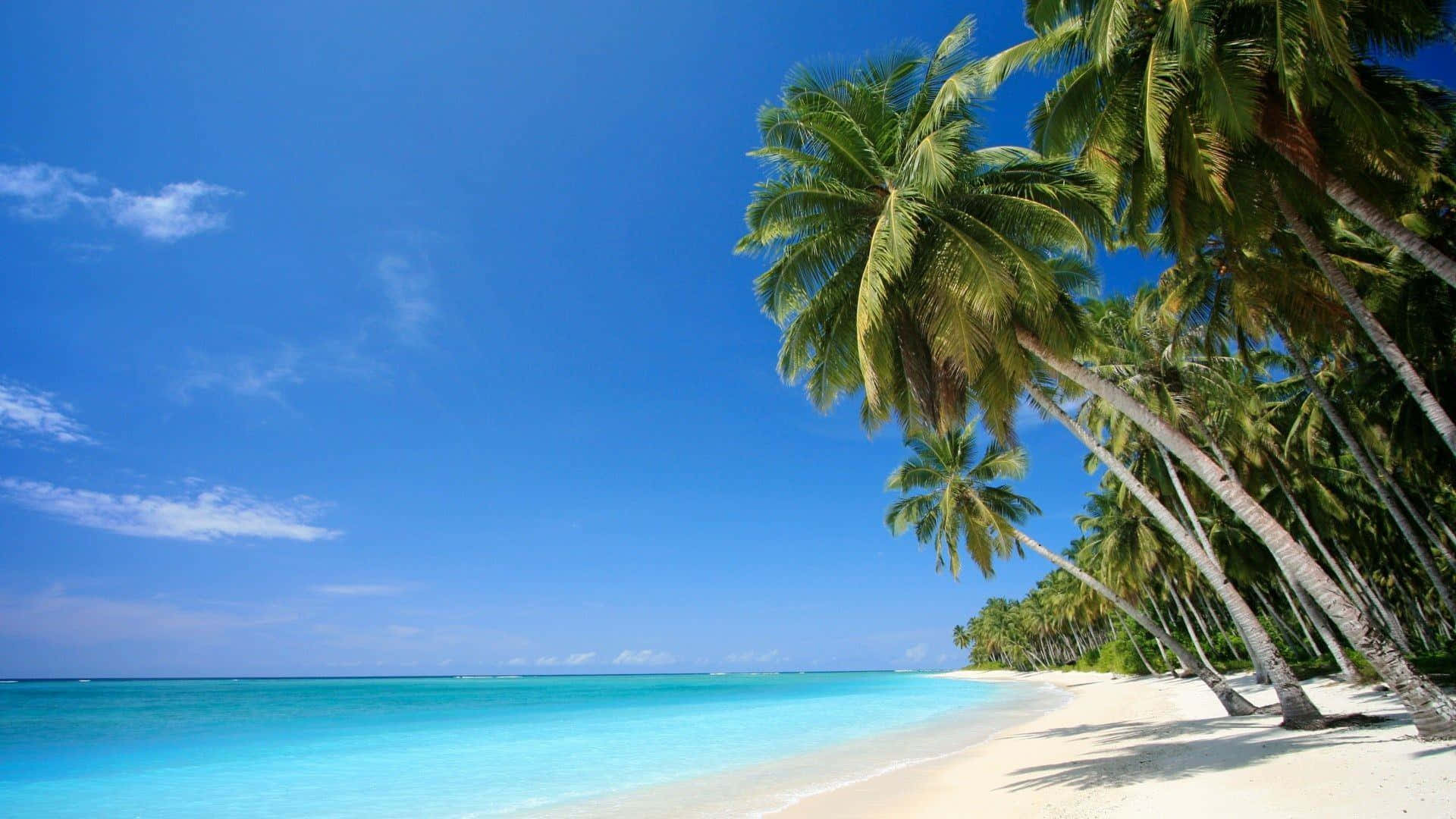 En strand med palmer og blåt vand. Wallpaper