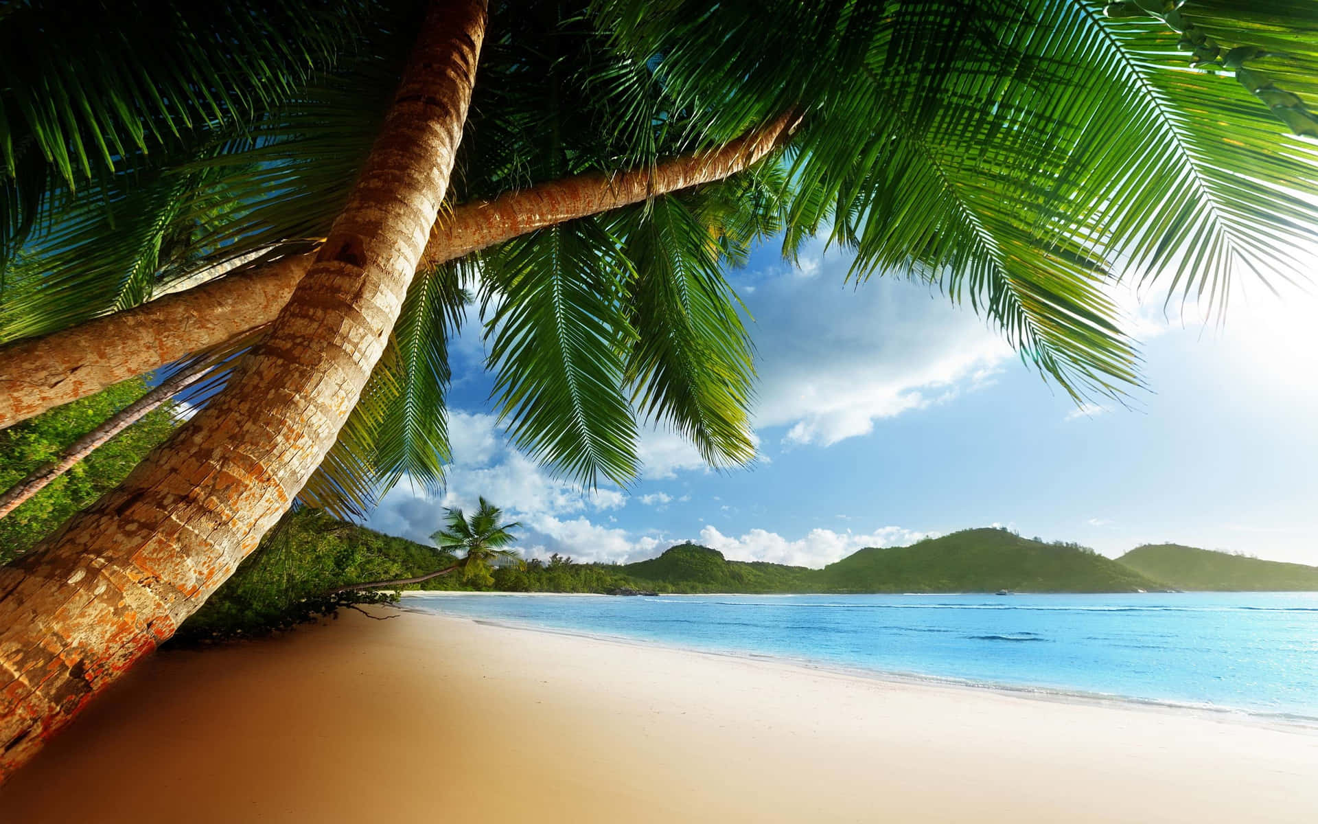 A Beach With Palm Trees And A Blue Sky Wallpaper
