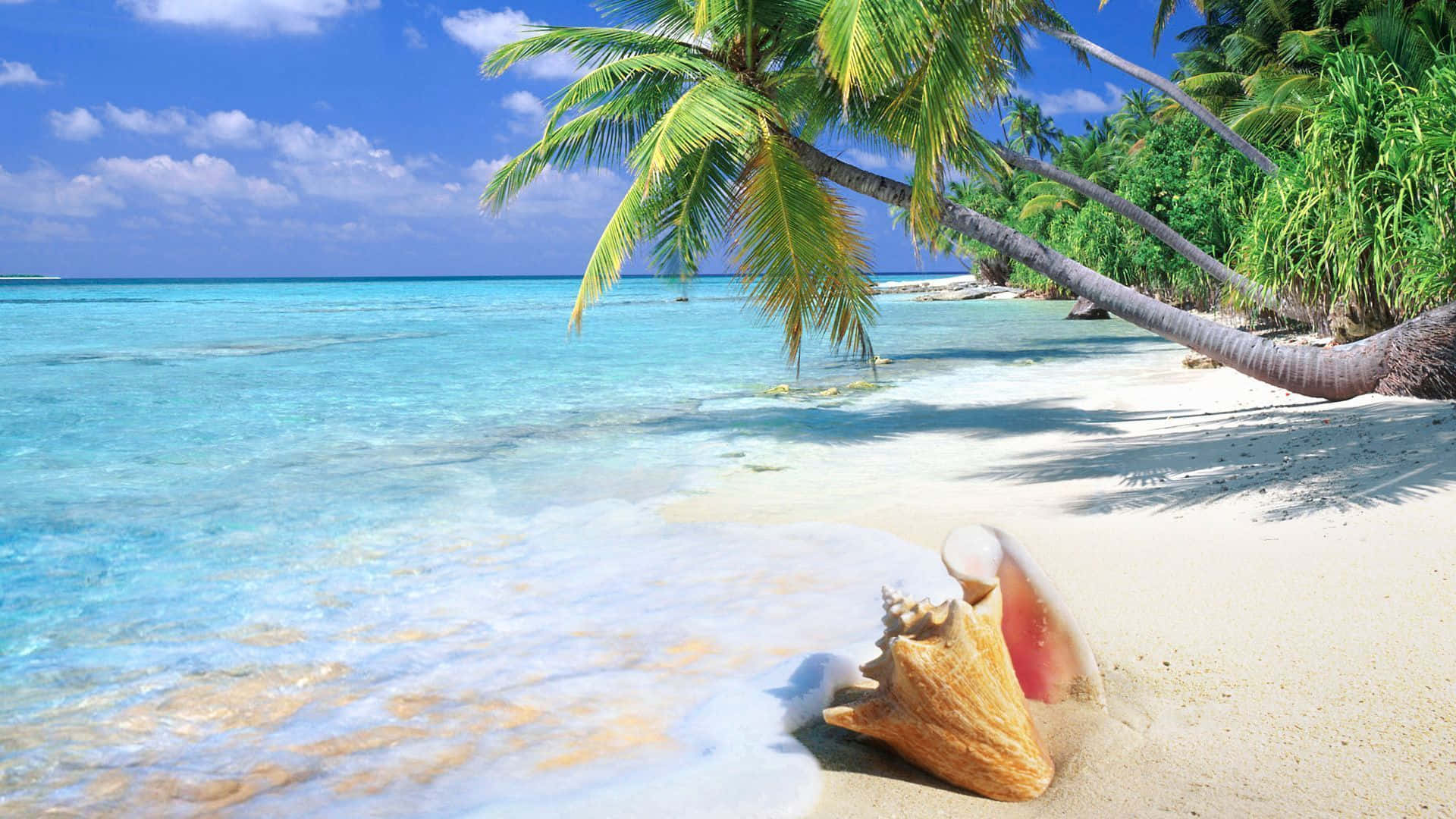 A Beach With Palm Trees And A Shell On The Sand Wallpaper