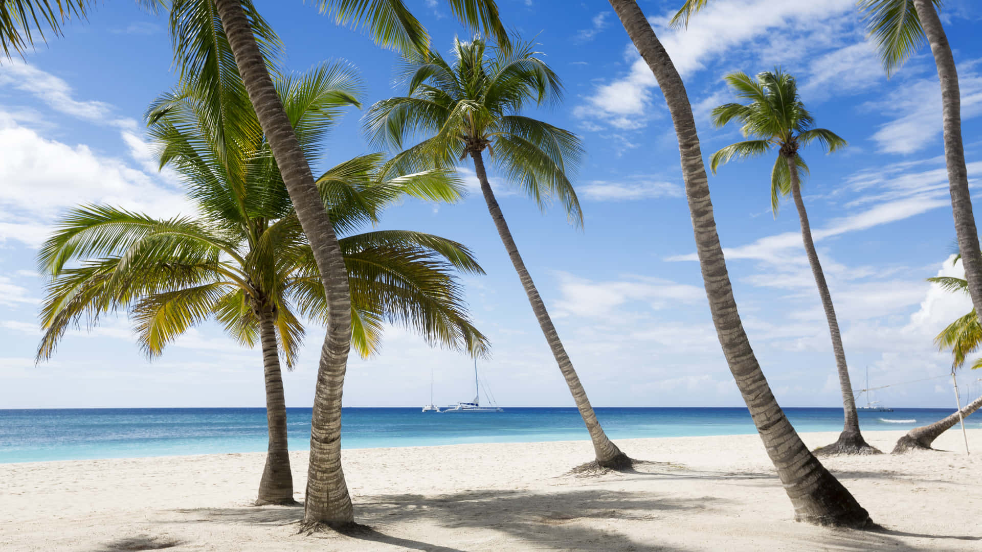 Et strand med palmer og et sejlbåd i baggrunden. Wallpaper