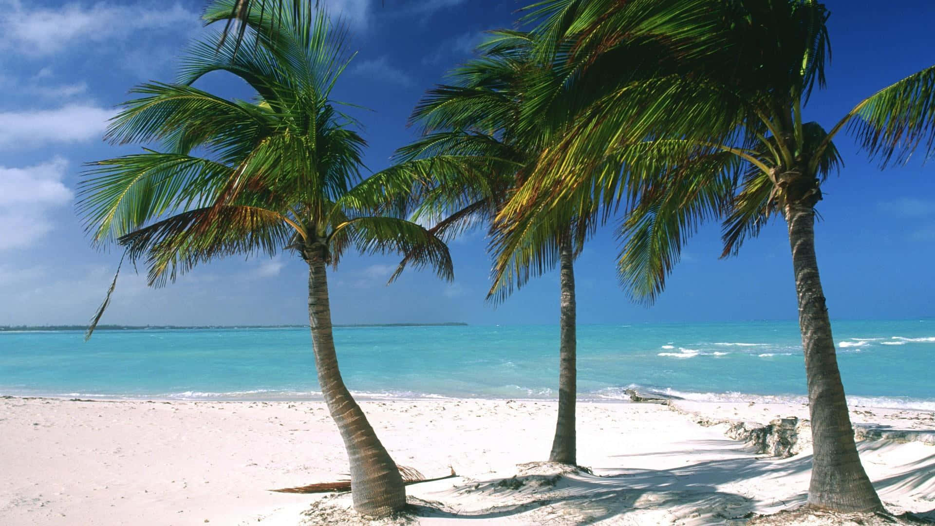 Caribbean Beach Palm Trees Wallpaper