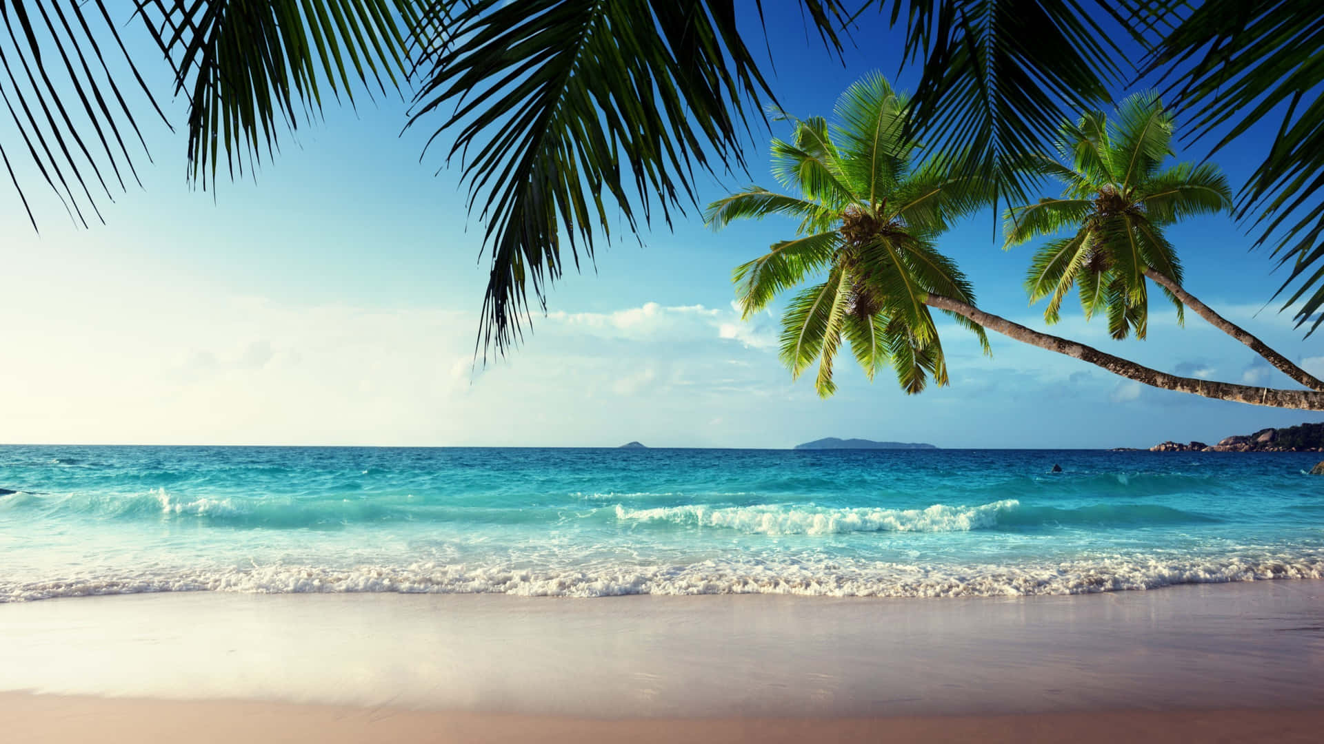 Caribbean Beach Palm Trees Wallpaper