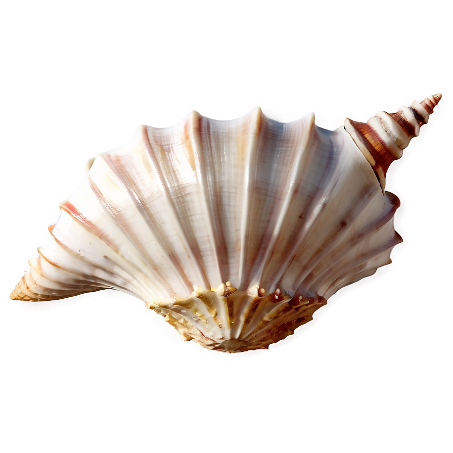 Caribbean Conch Shell Outline Png Qbe24 PNG