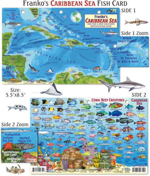 Caribbean Sea Fish Identification Card PNG