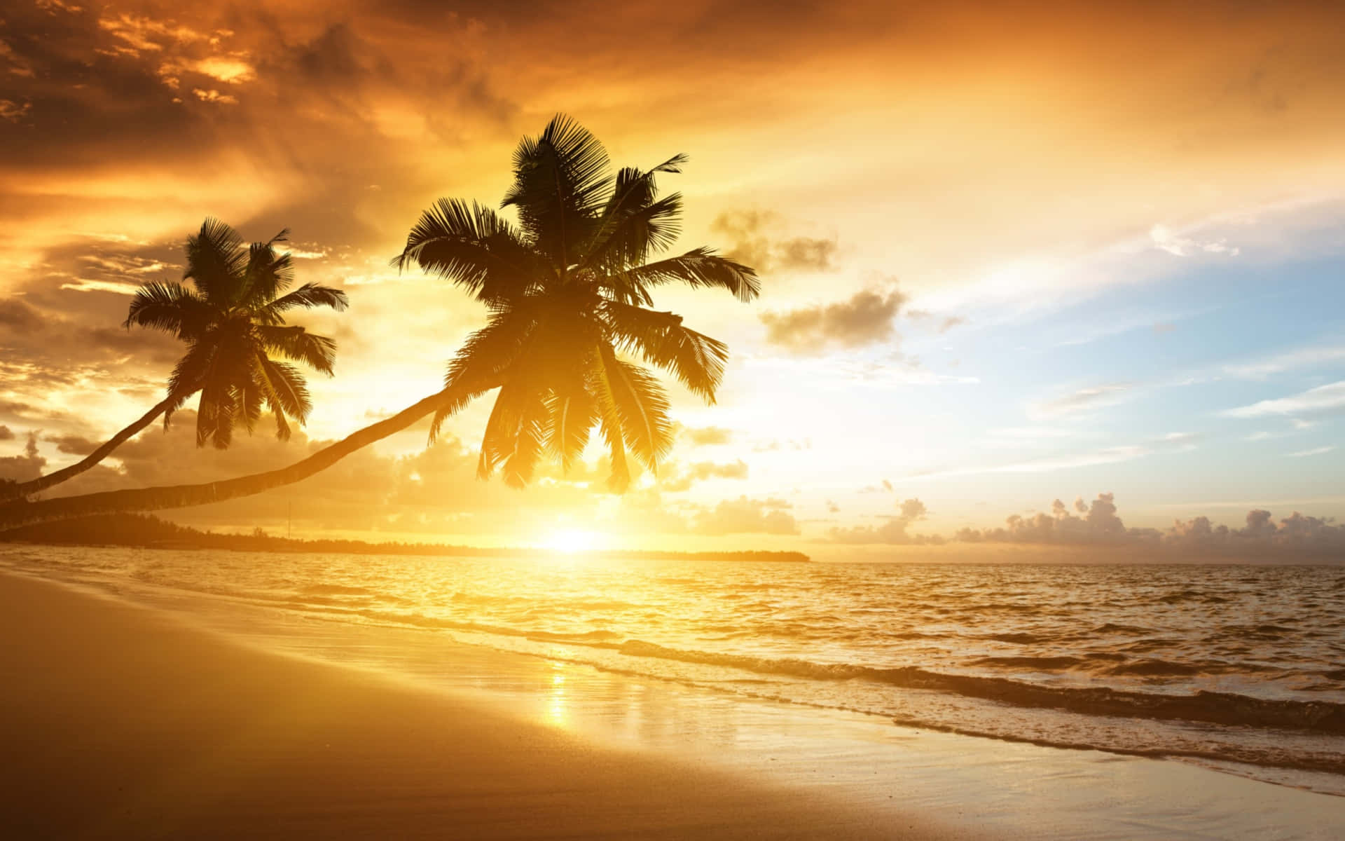 Caribbean Sunset Palm Trees Beach Wallpaper