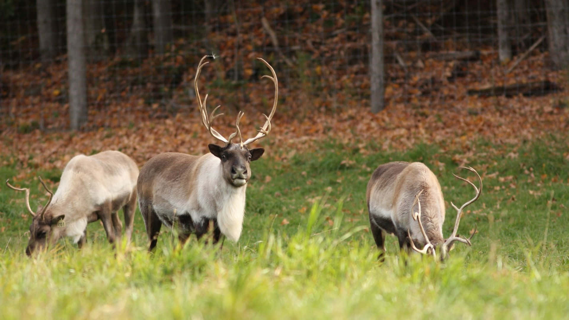 Caribou Herdin Autumn Field Wallpaper