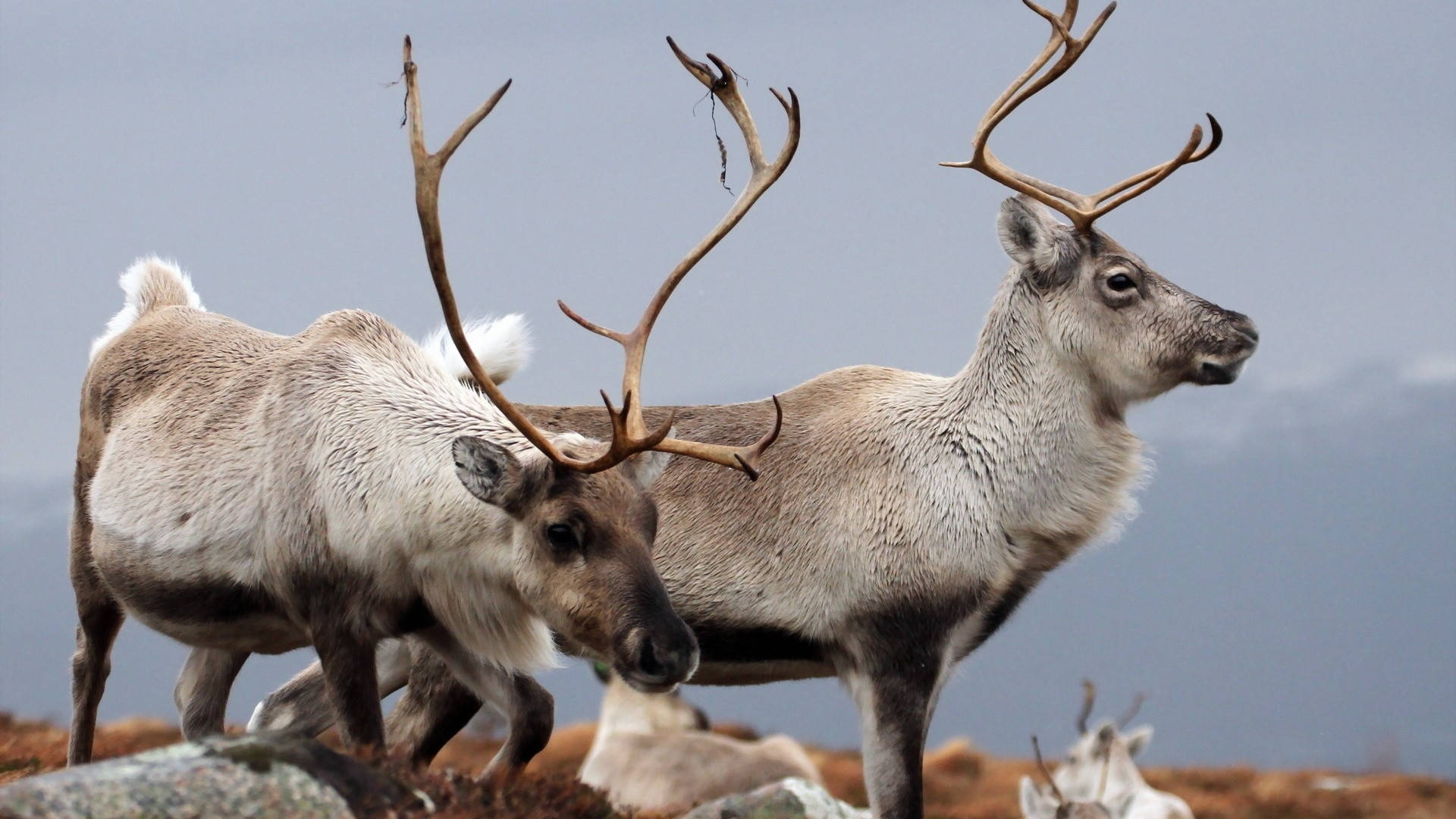 Caribou Northern Reindeer Wallpaper