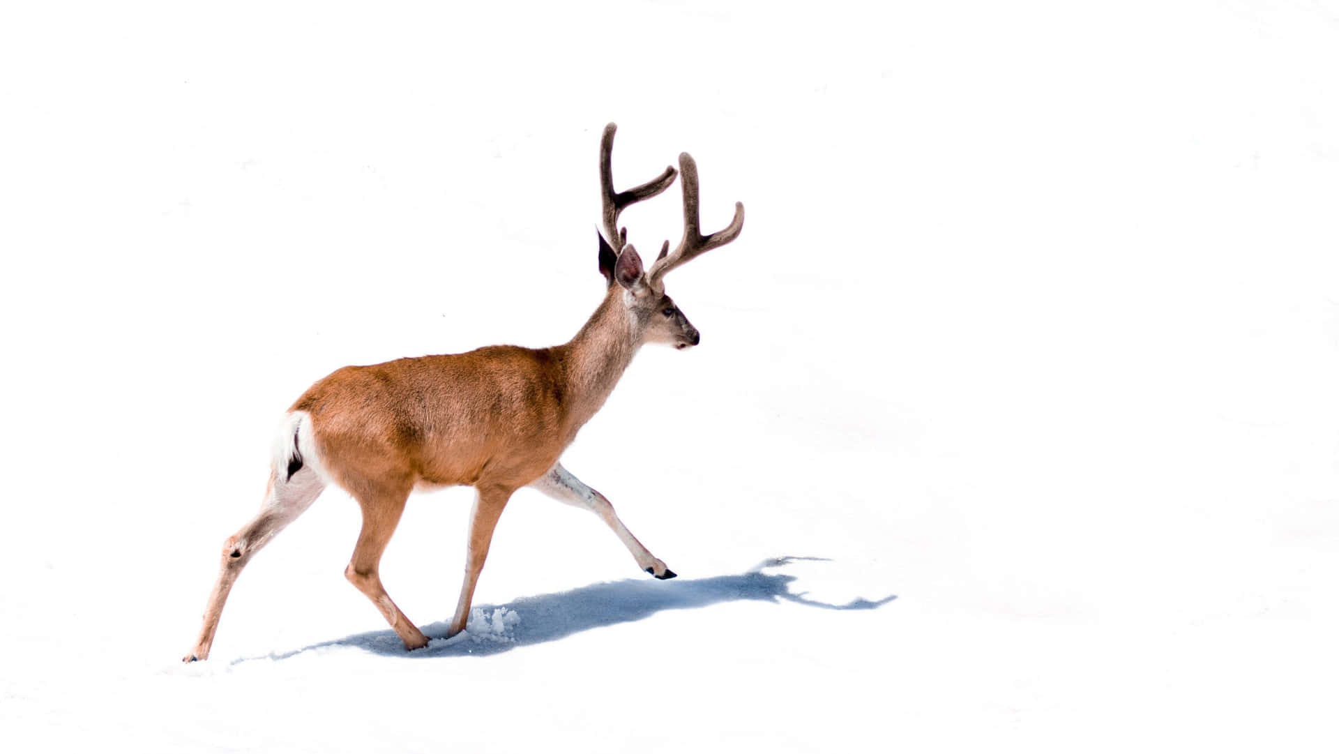 Caribou Walkingin Snow Wallpaper