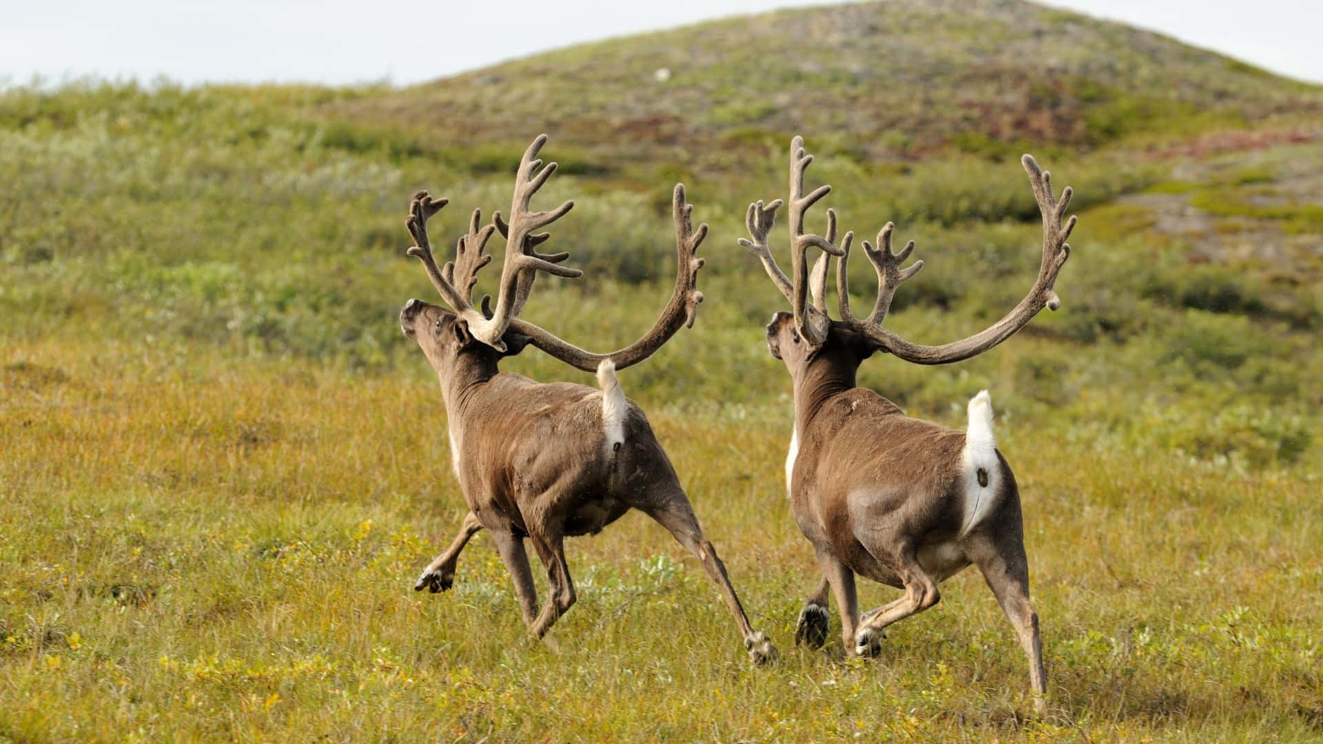 Cariboe In Tundra Wilde Dieren Achtergrond