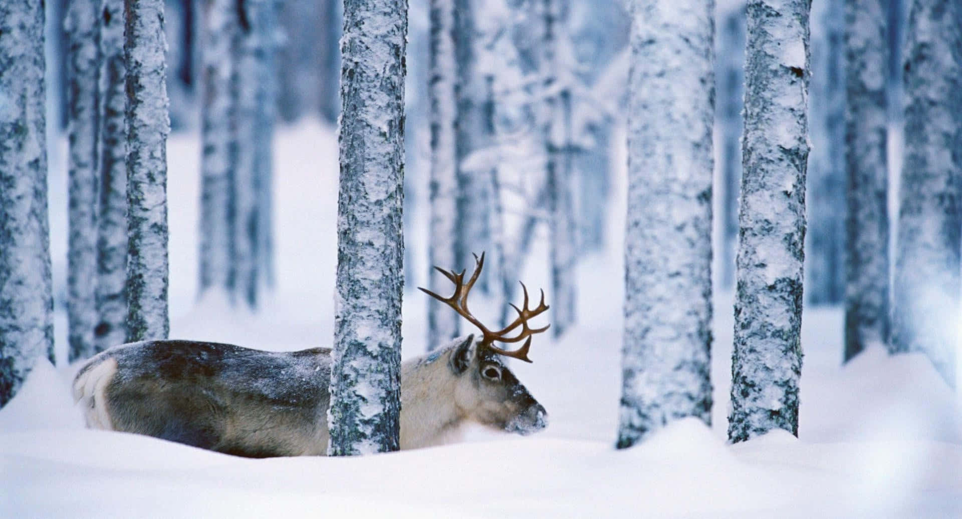 Cariboe In Winterbos Achtergrond