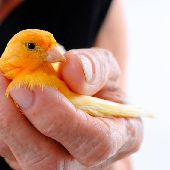 Caring For A Canary Bird Wallpaper