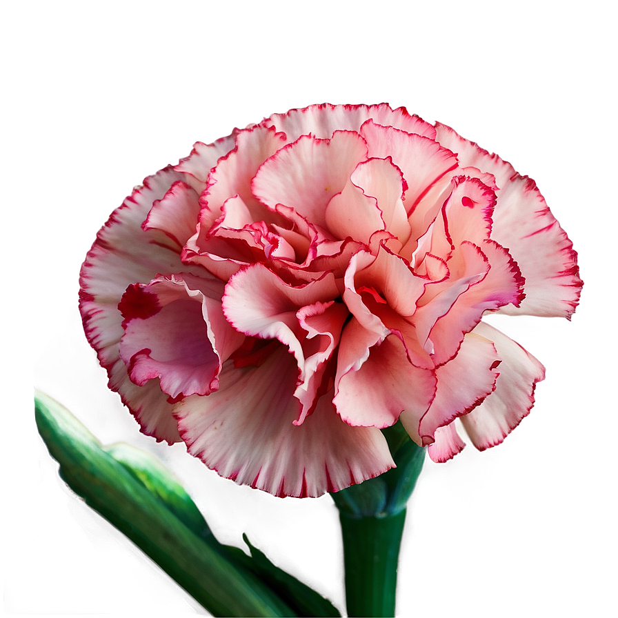 Download Carnation A | Wallpapers.com