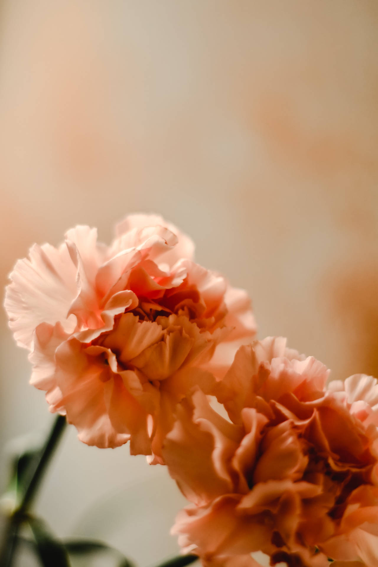 Carnation Blomst Android Wallpaper