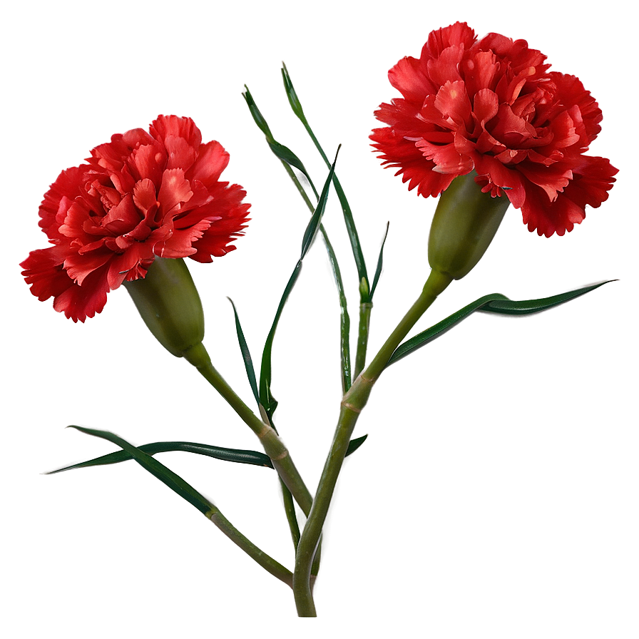 Carnation Cluster Png Bfh PNG