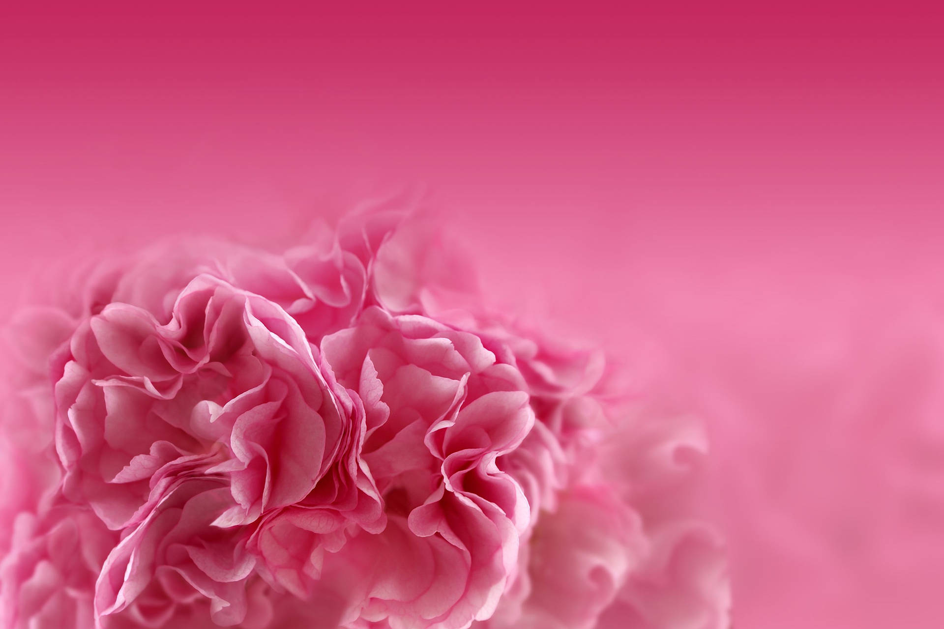 Carnation Cute Pink Flower