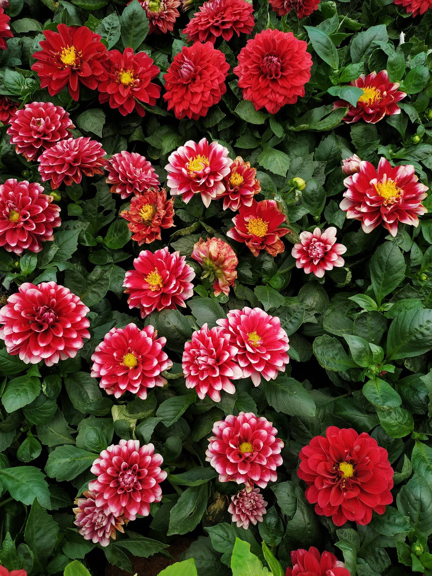 Blomster Carnation Iphone Caseer Wallpaper