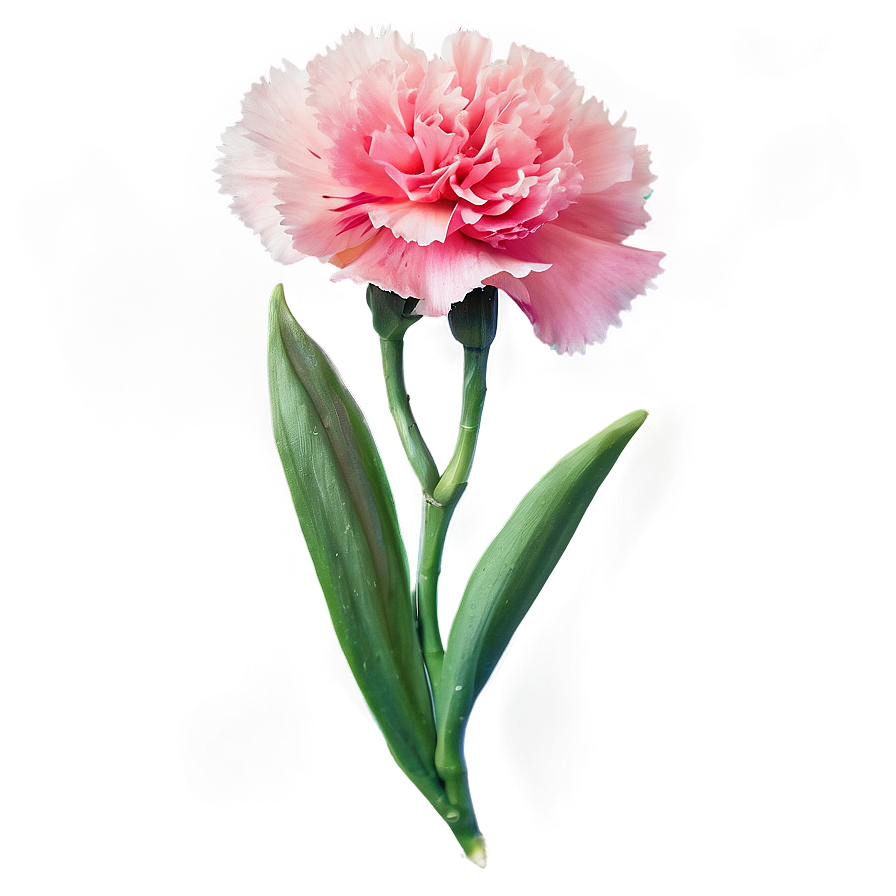 Carnation Flower Transparent Png Ilv62 PNG