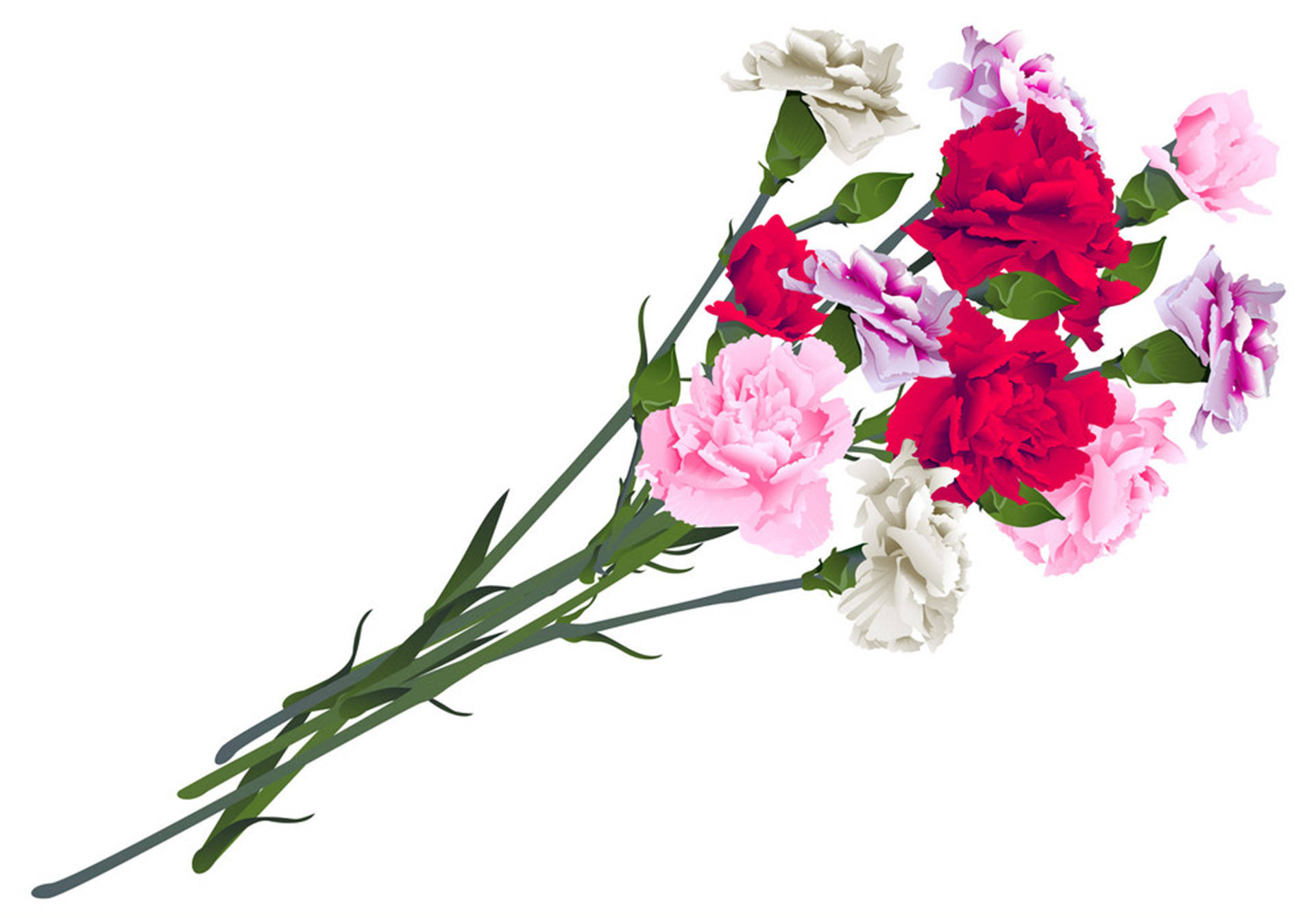 Carnation Flowers Stem Wallpaper