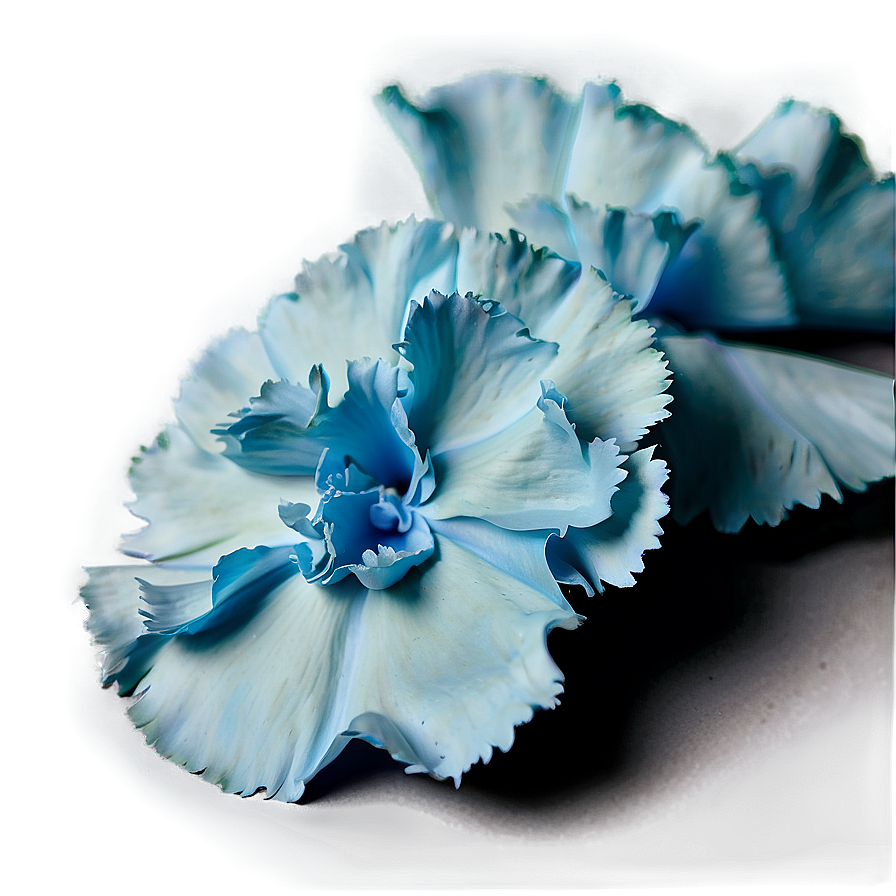 Carnation Petals Close-up Png Asx PNG