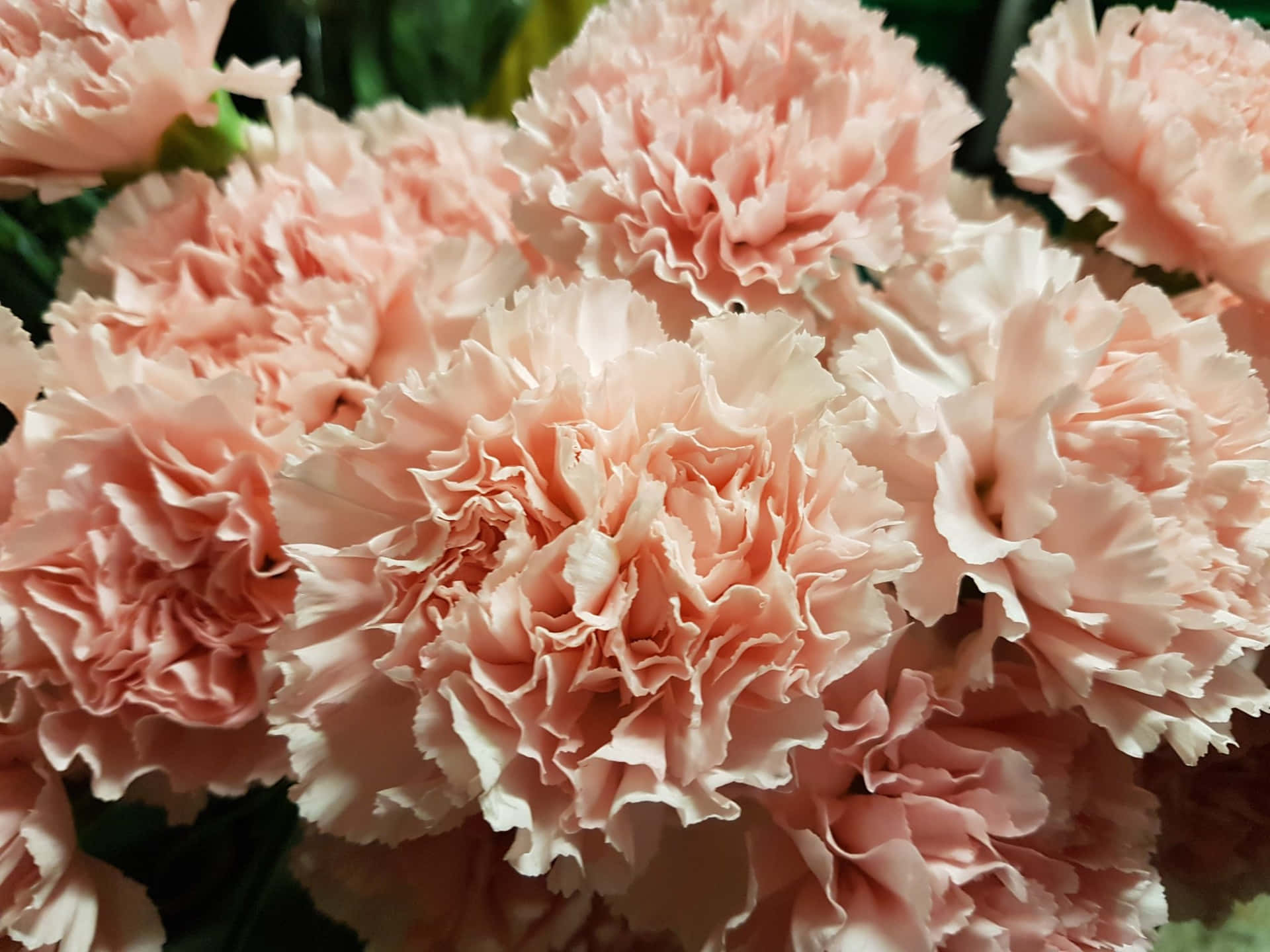 A vibrant pink carnation set against a calming green background