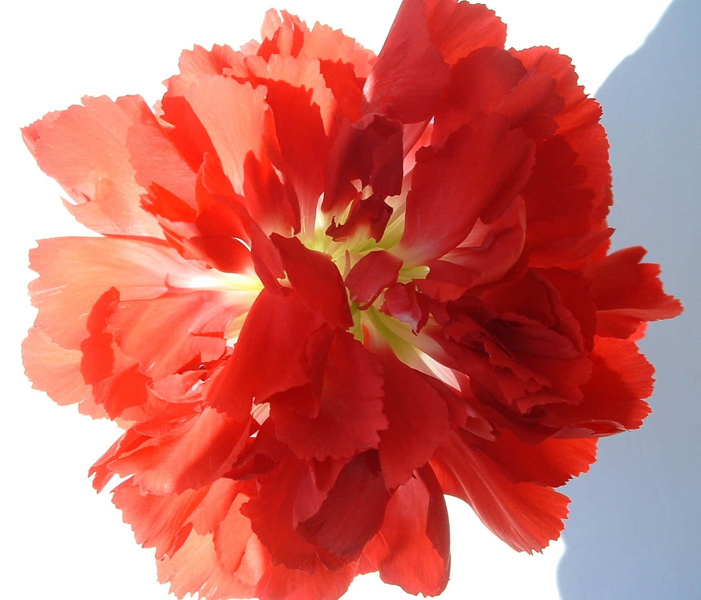 Start your day with a beautiful bouquet of carnations