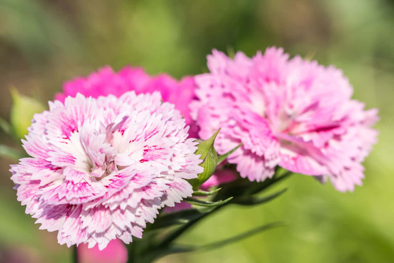 Download Pink Carnations In The Garden | Wallpapers.com