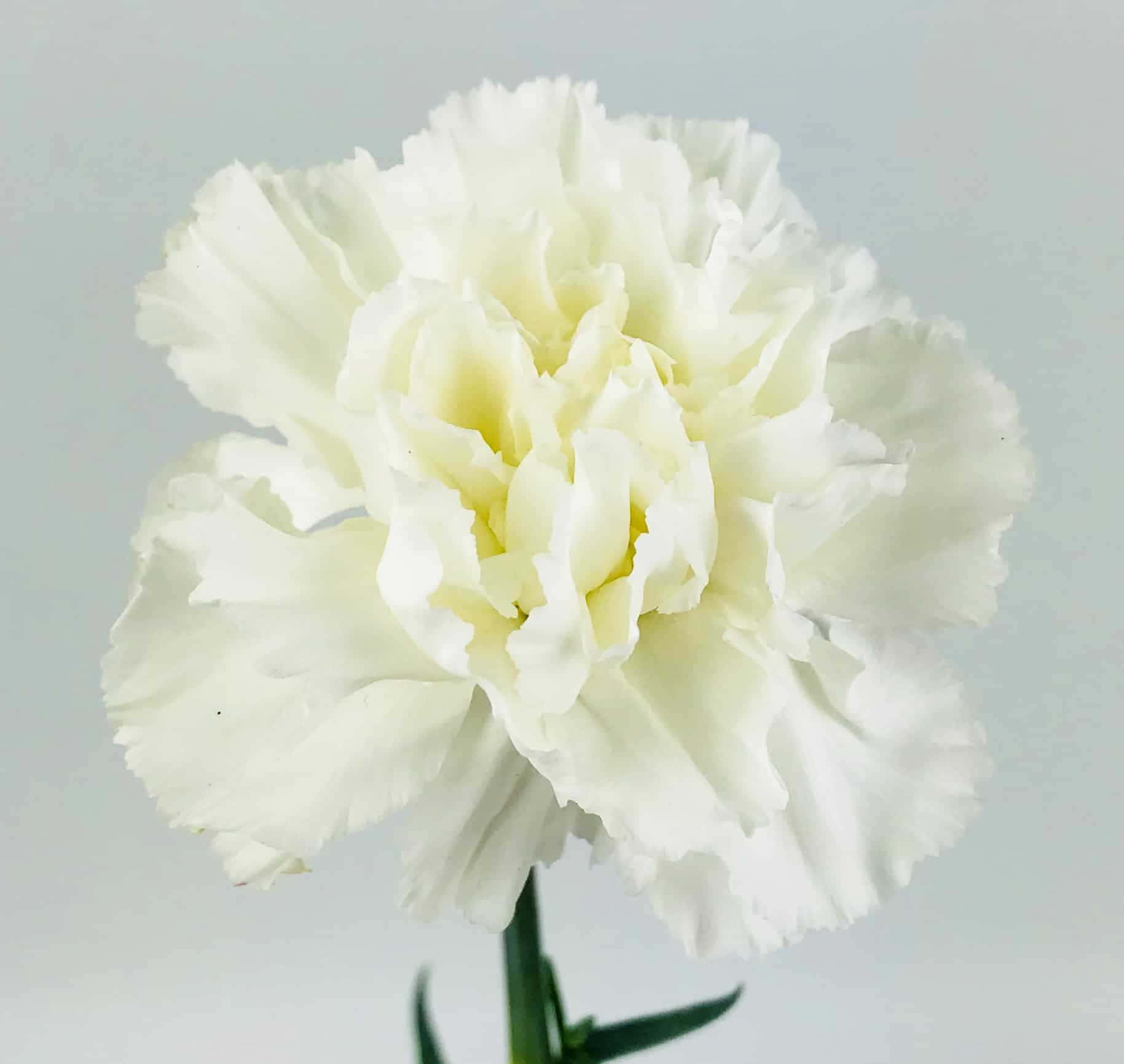 Image  Pink and White Carnation Bouquet