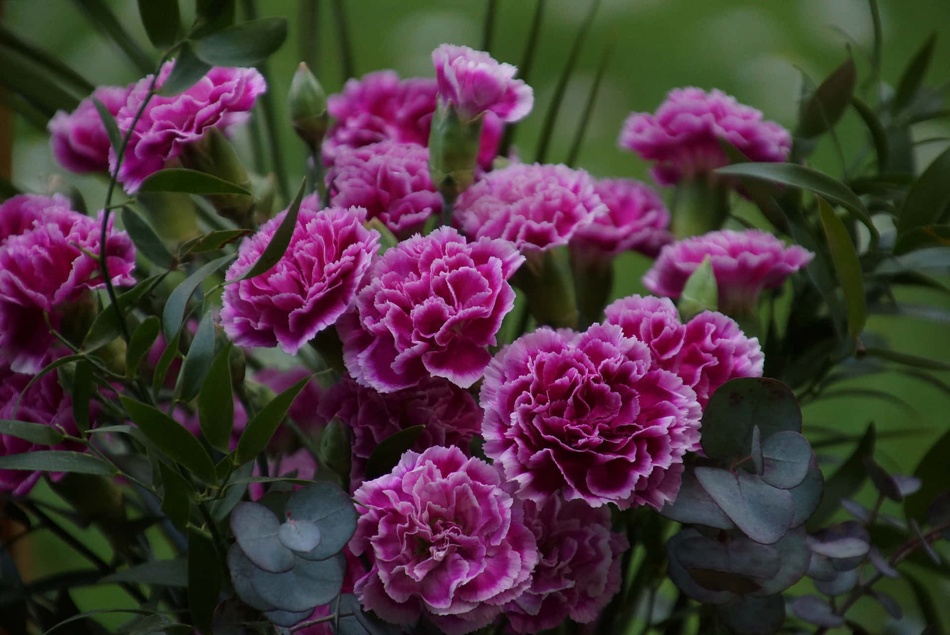 carnations - a bouquet of purple flowers