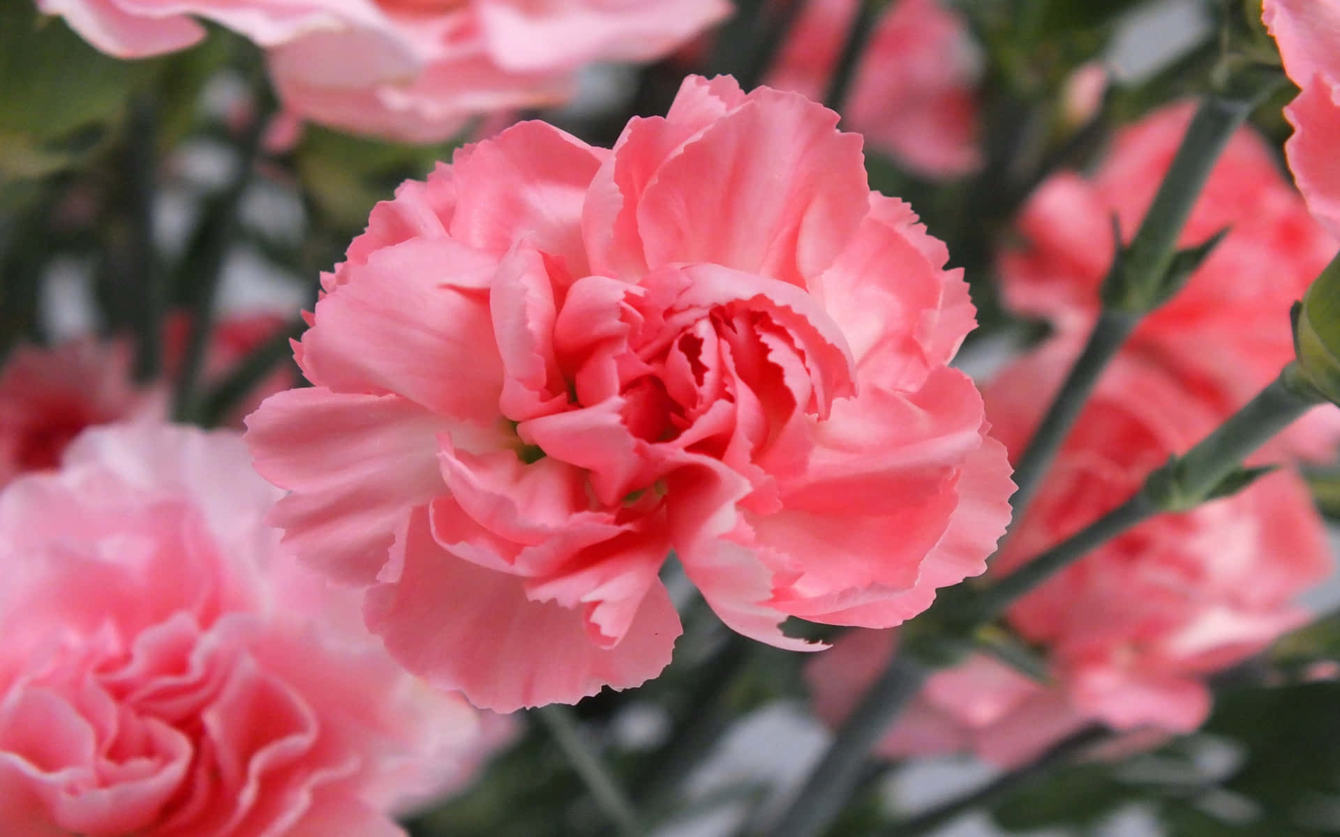 A Single Pink Carnation for a Special Someone