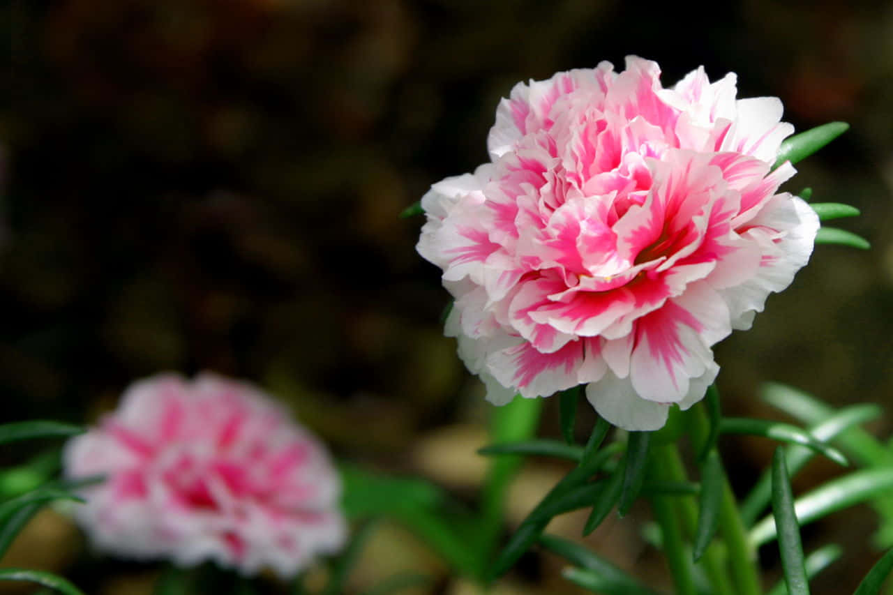 A bright pink Carnation enlivening a garden.
